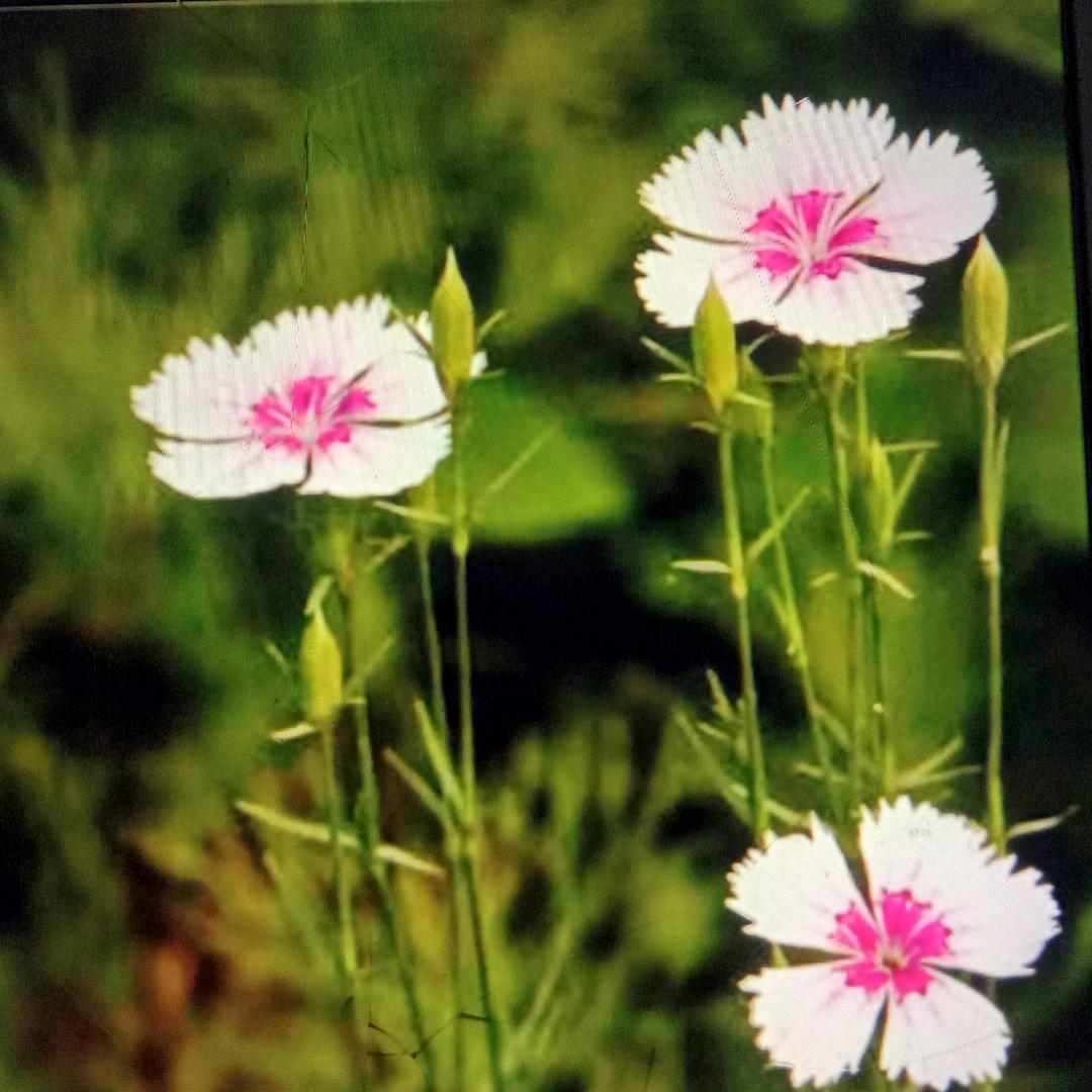 夏沫花萱🍀🌷🌻☘️