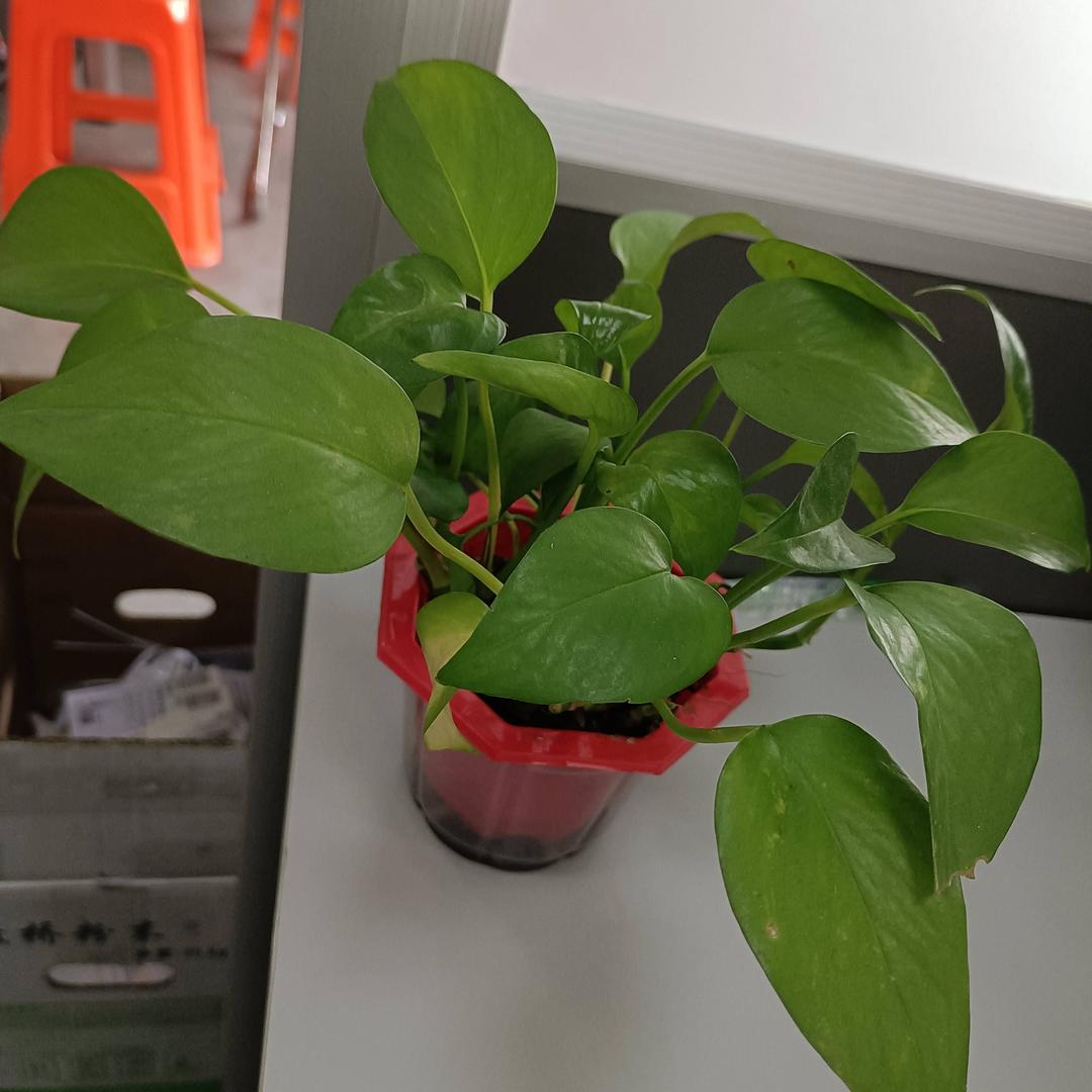 是花花呀！