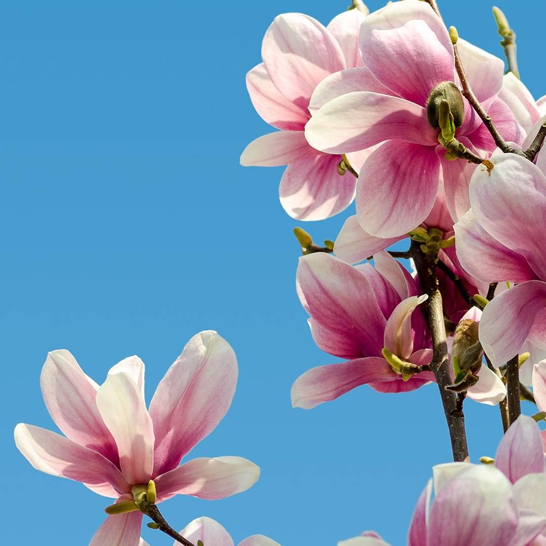 🔥山金姐🇨🇳