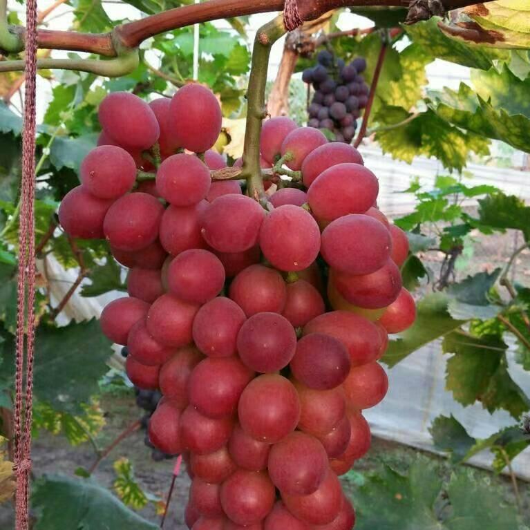 🍇宝哥🍇