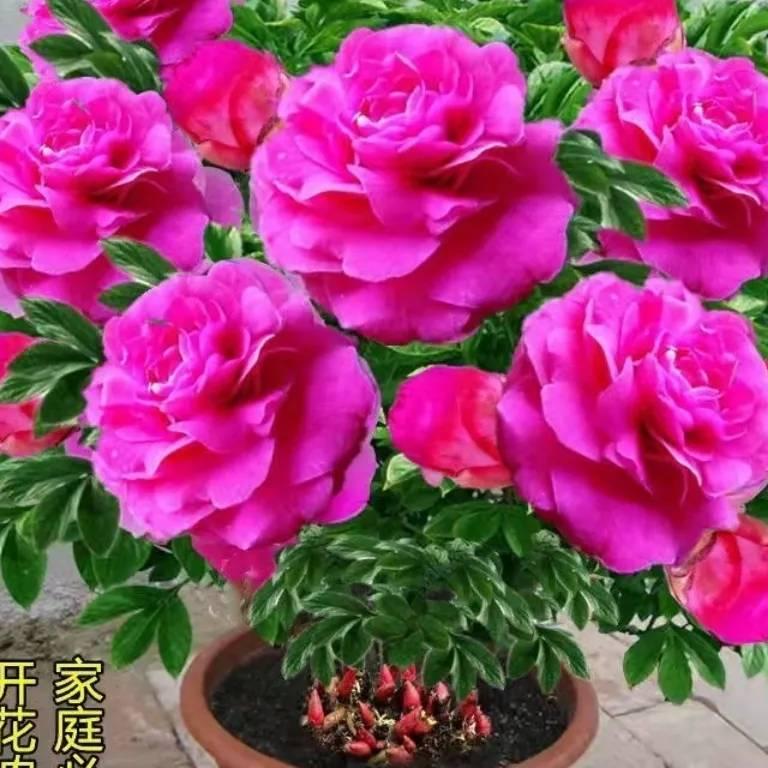 雾英MU.