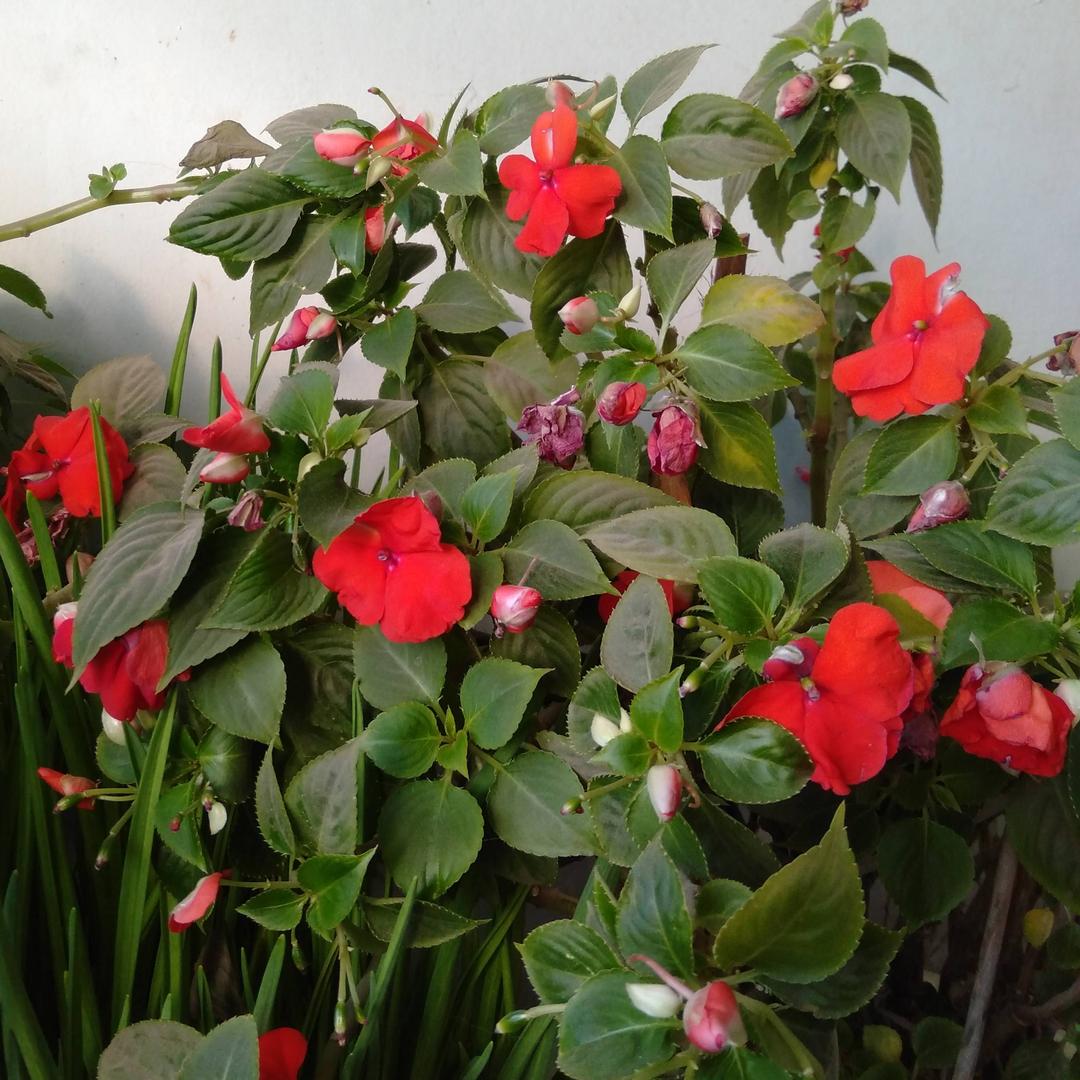 花好月圆！会芝！