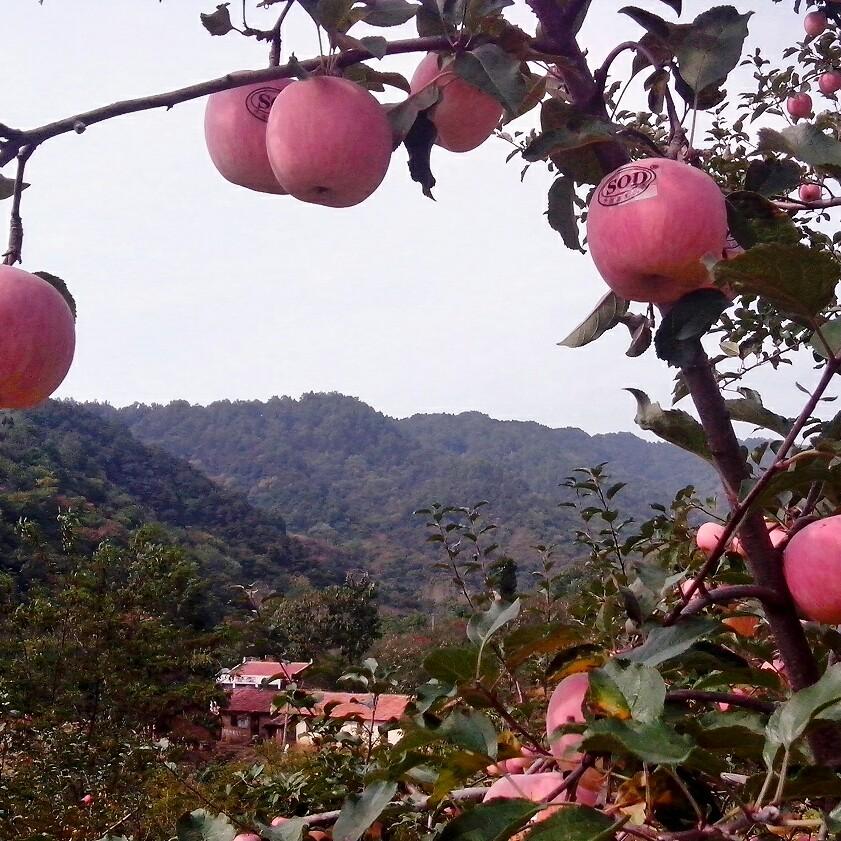 灵宝寺河山果香源家庭种植农场