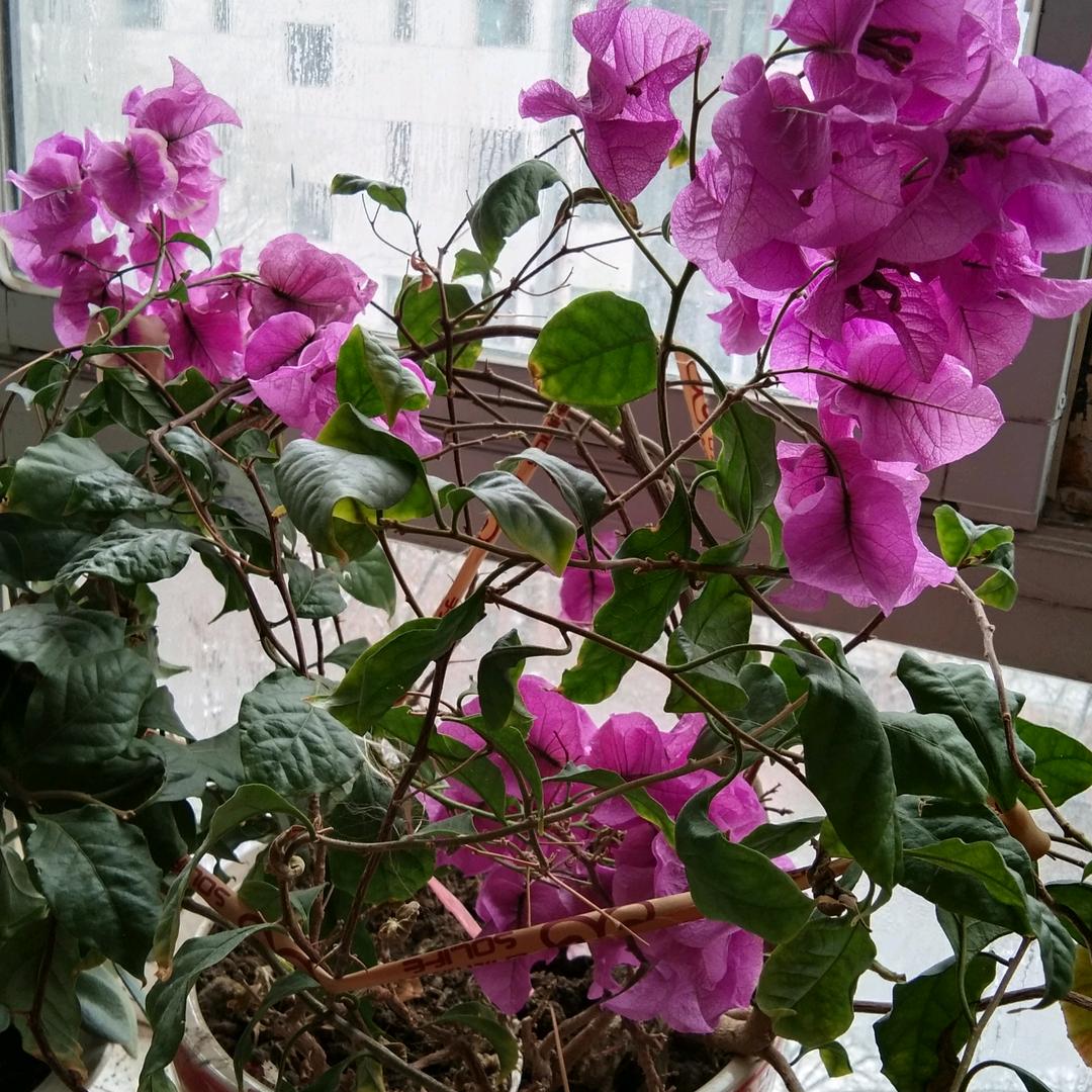 富贵鸟
