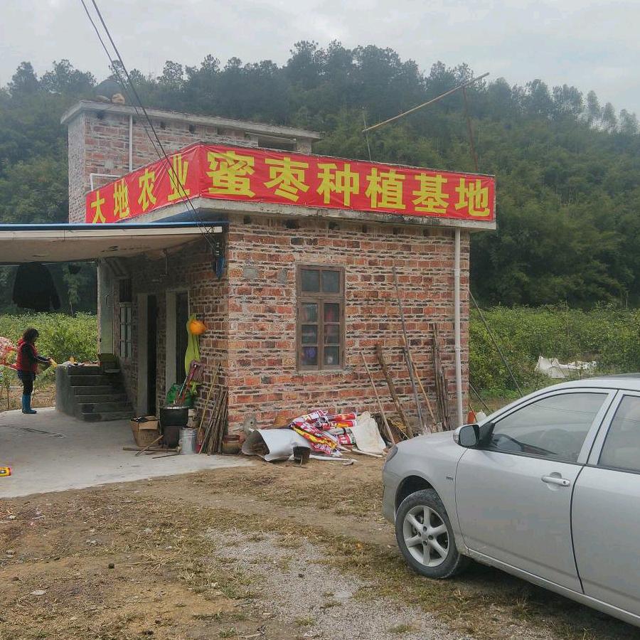 四会水强蜜枣种植园