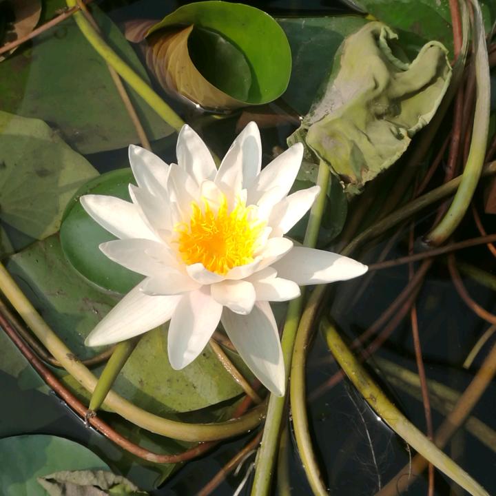 鲁伟