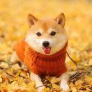抽纸之家