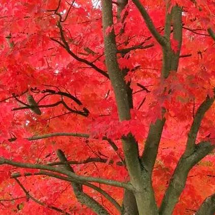 泉水叮咚响（勿连赞）