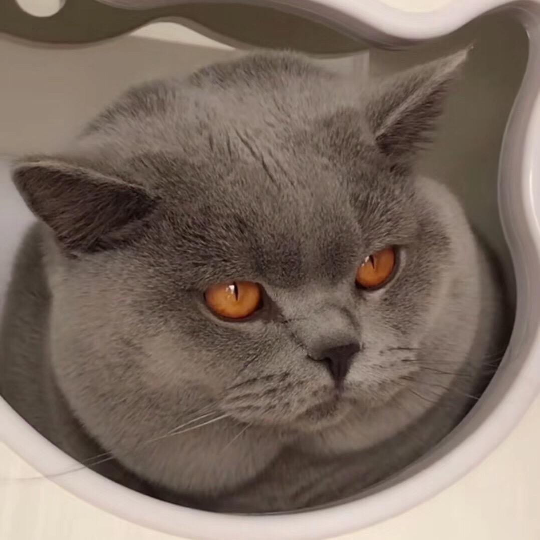 米卓猫🐾