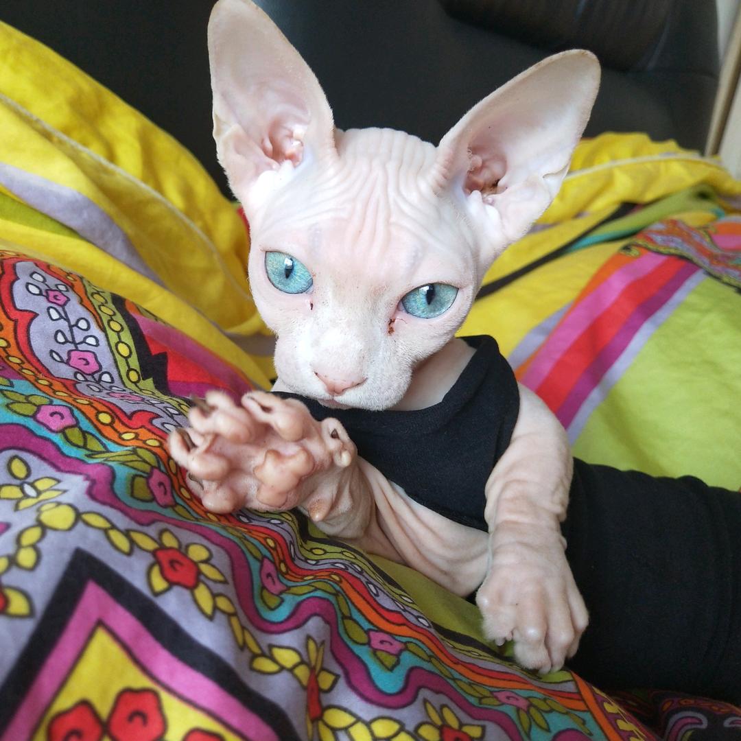 喵琦的猫没有毛@抖音