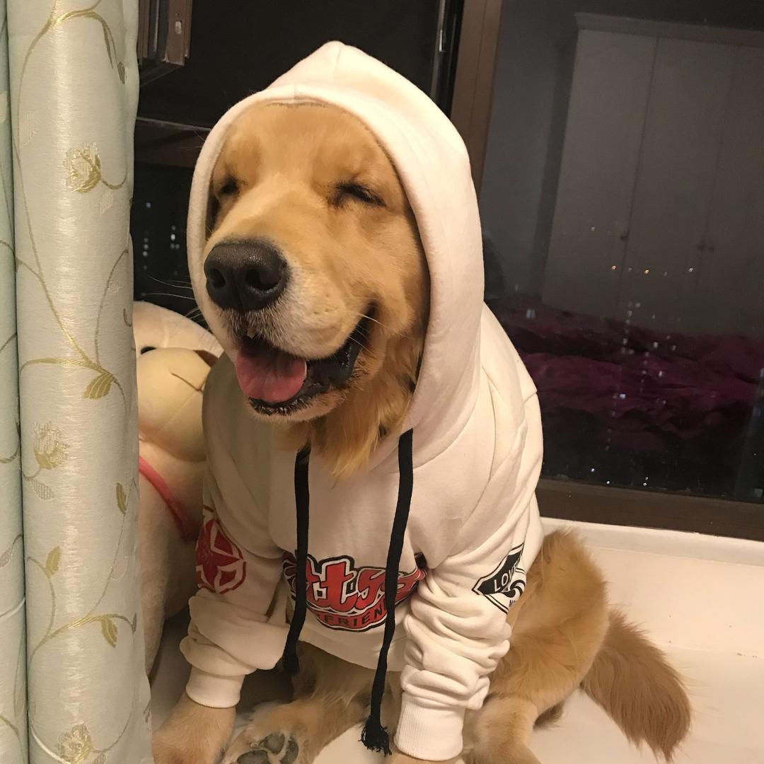 二狗子的铲屎官@抖音