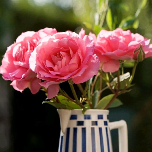 笑口常开💞💞💞