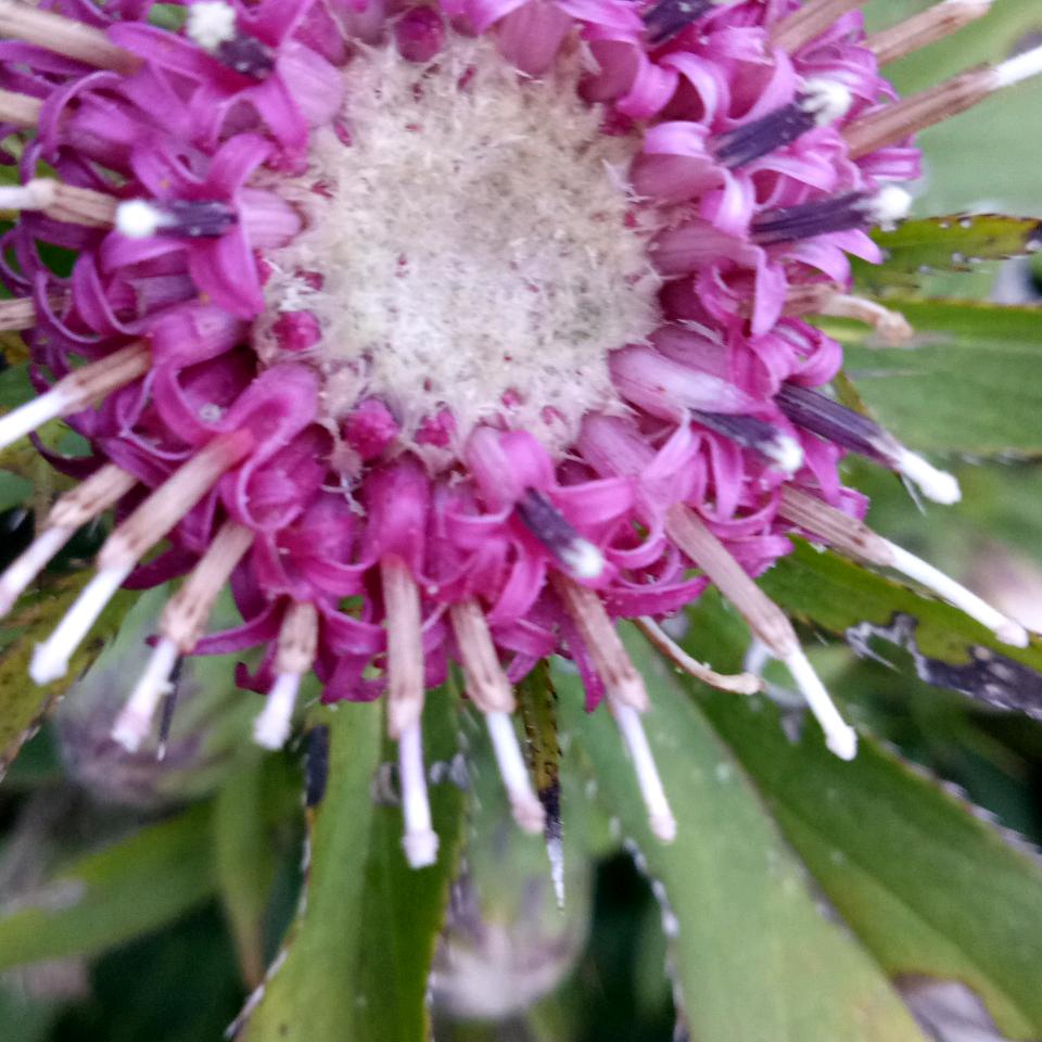 庆新中药材种苗有限公司