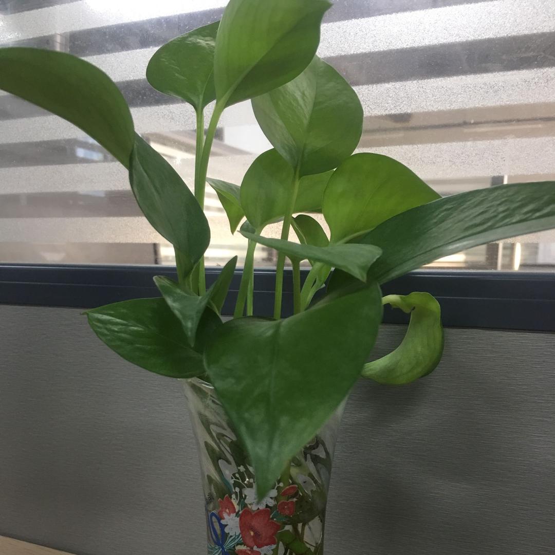 🍀竹青