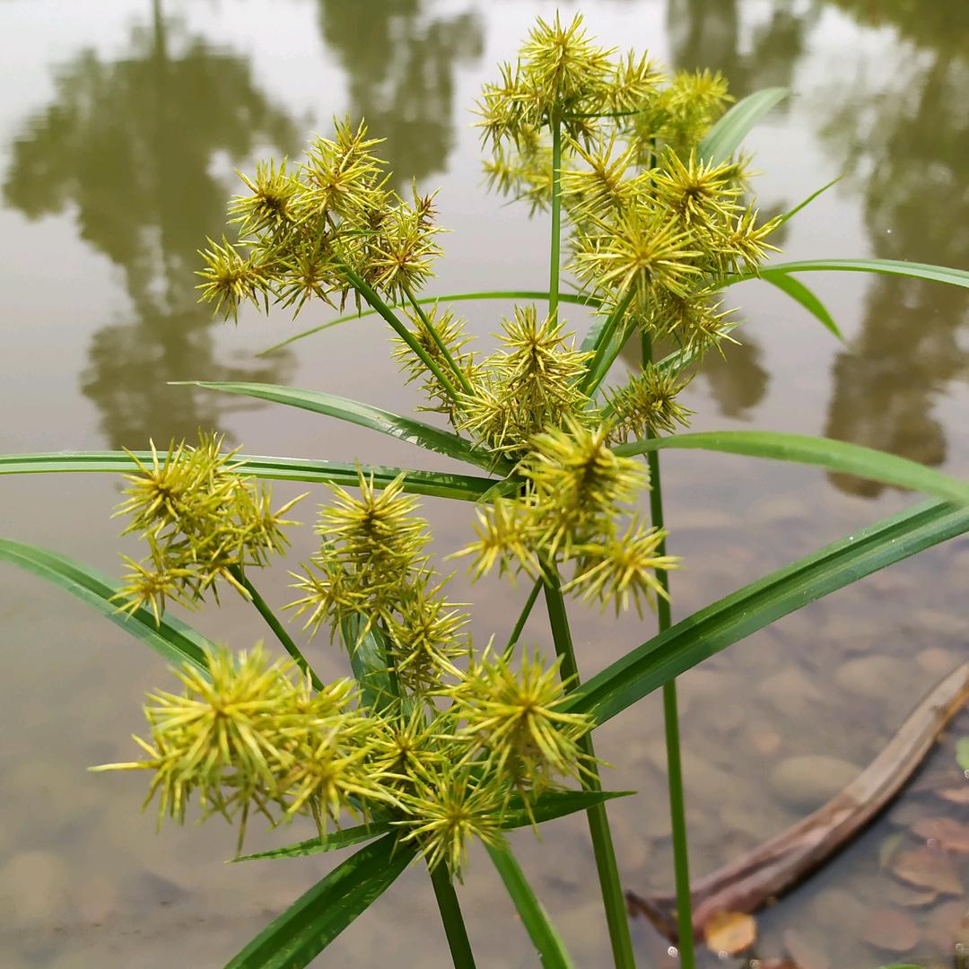 火上浇油队队长
