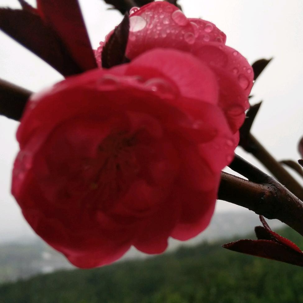 平安小蓉