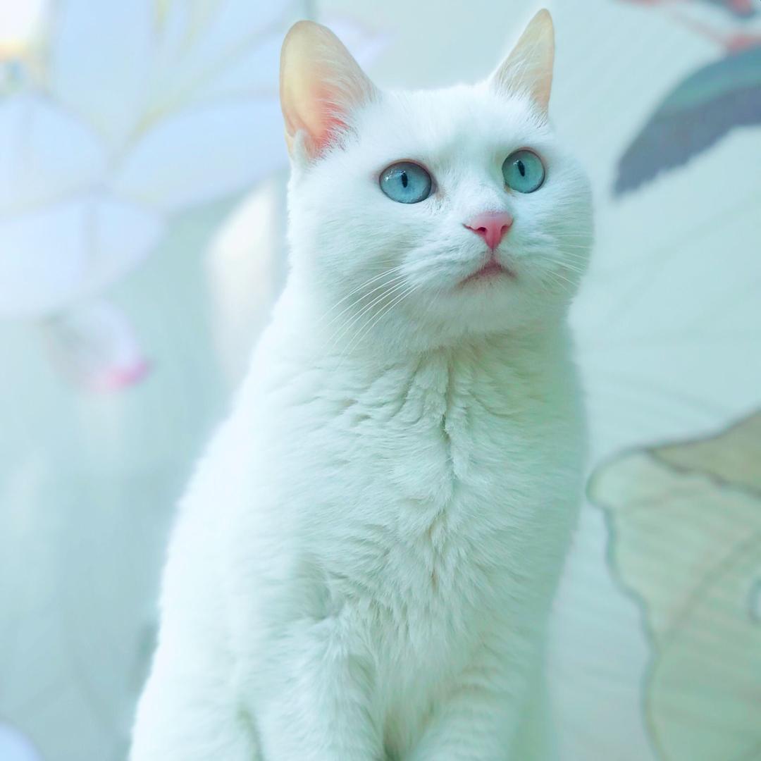 家有西姐