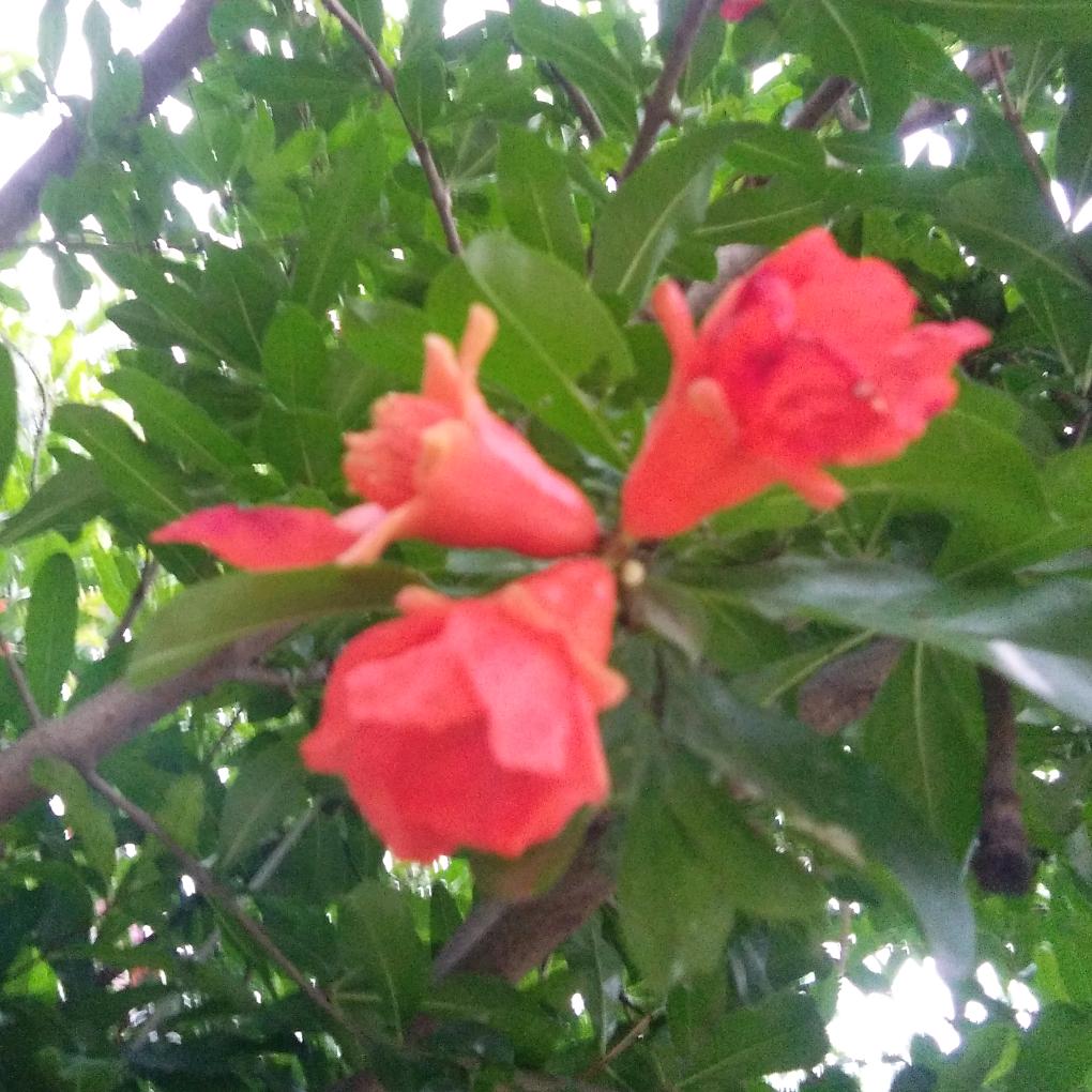 张国明