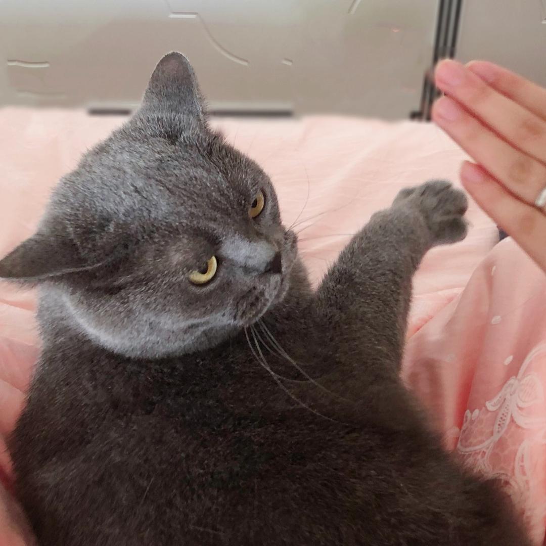 萌猫宝哥哥@抖音