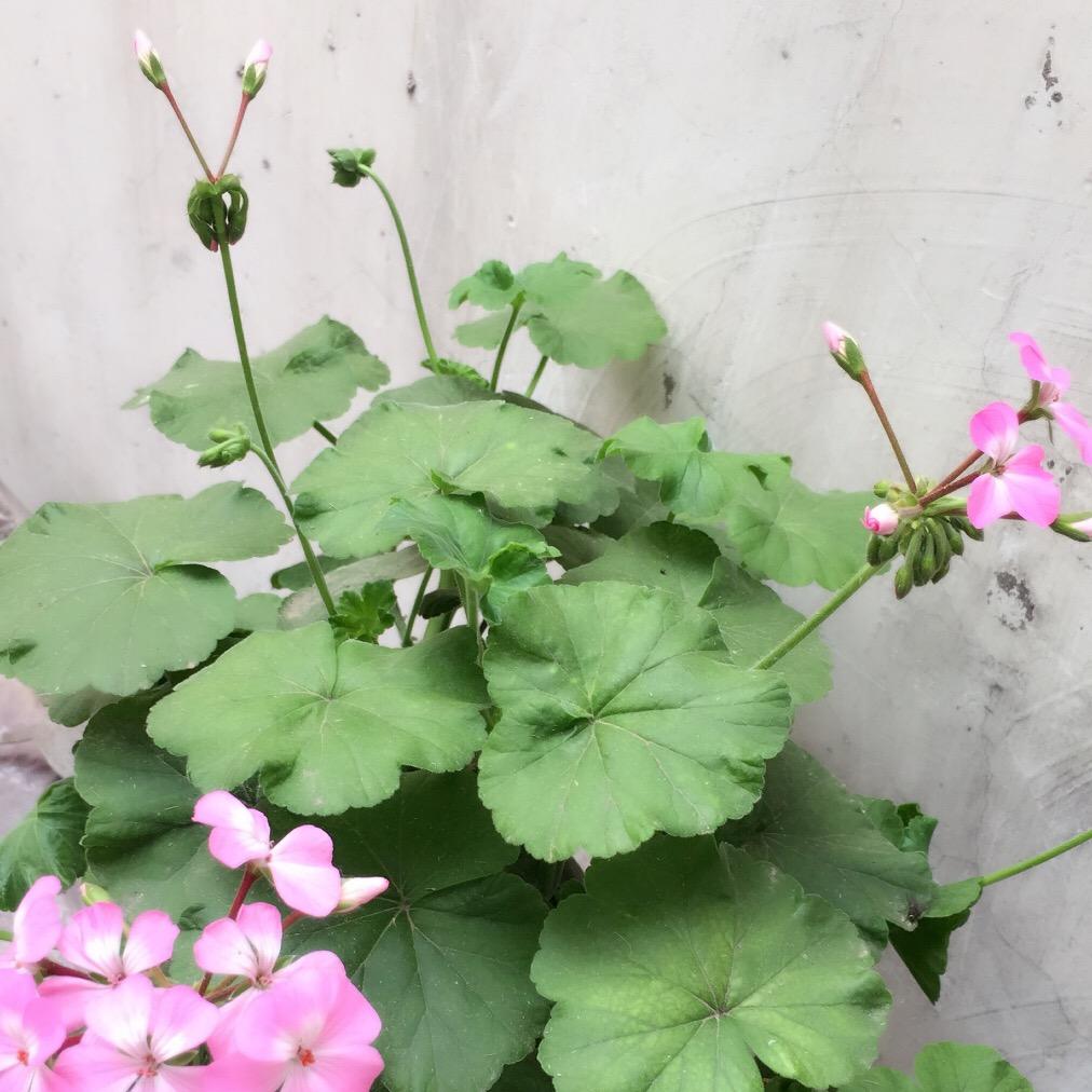 烦恼全武