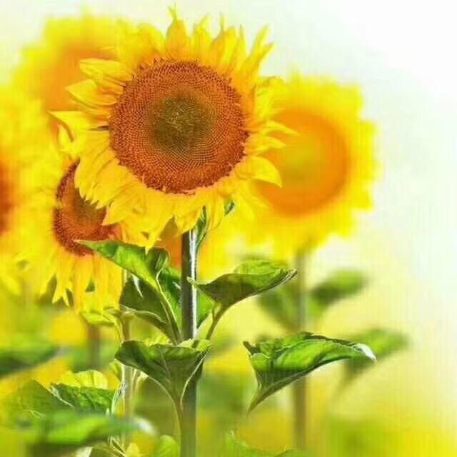 向日葵🌻
