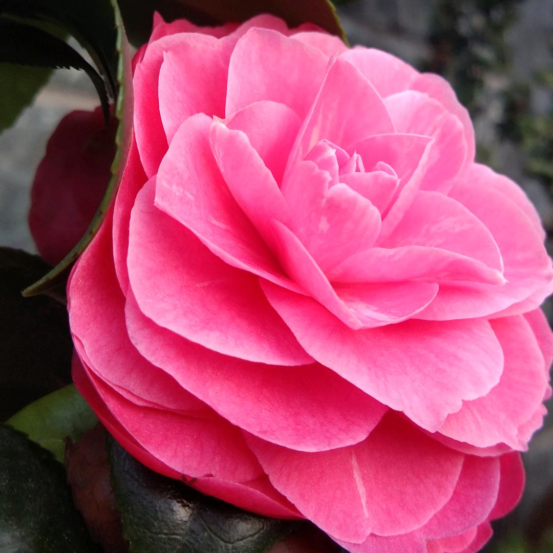 春花