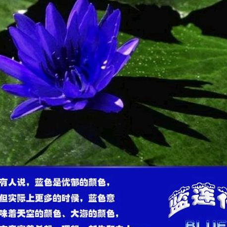 蓝莲花