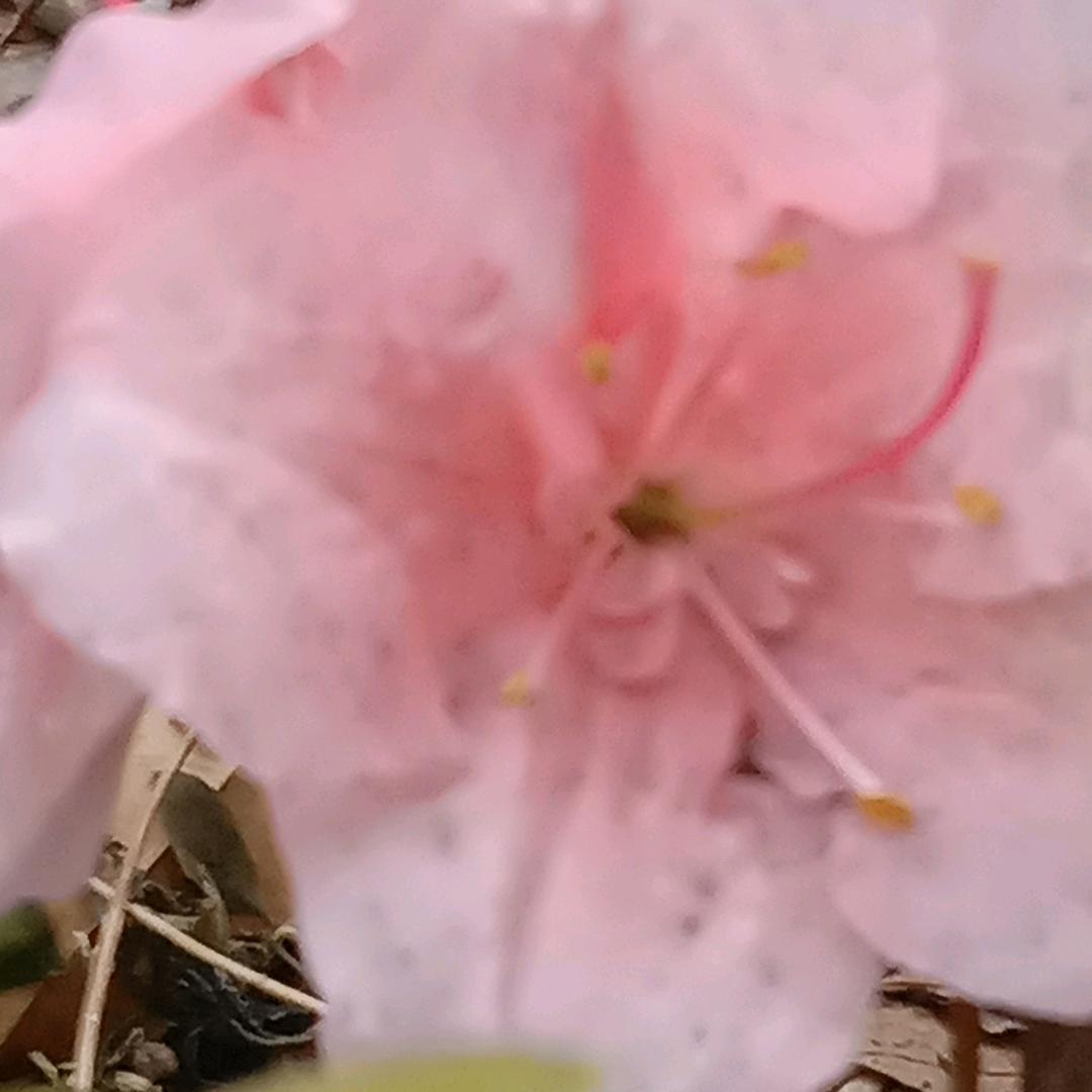 小清净