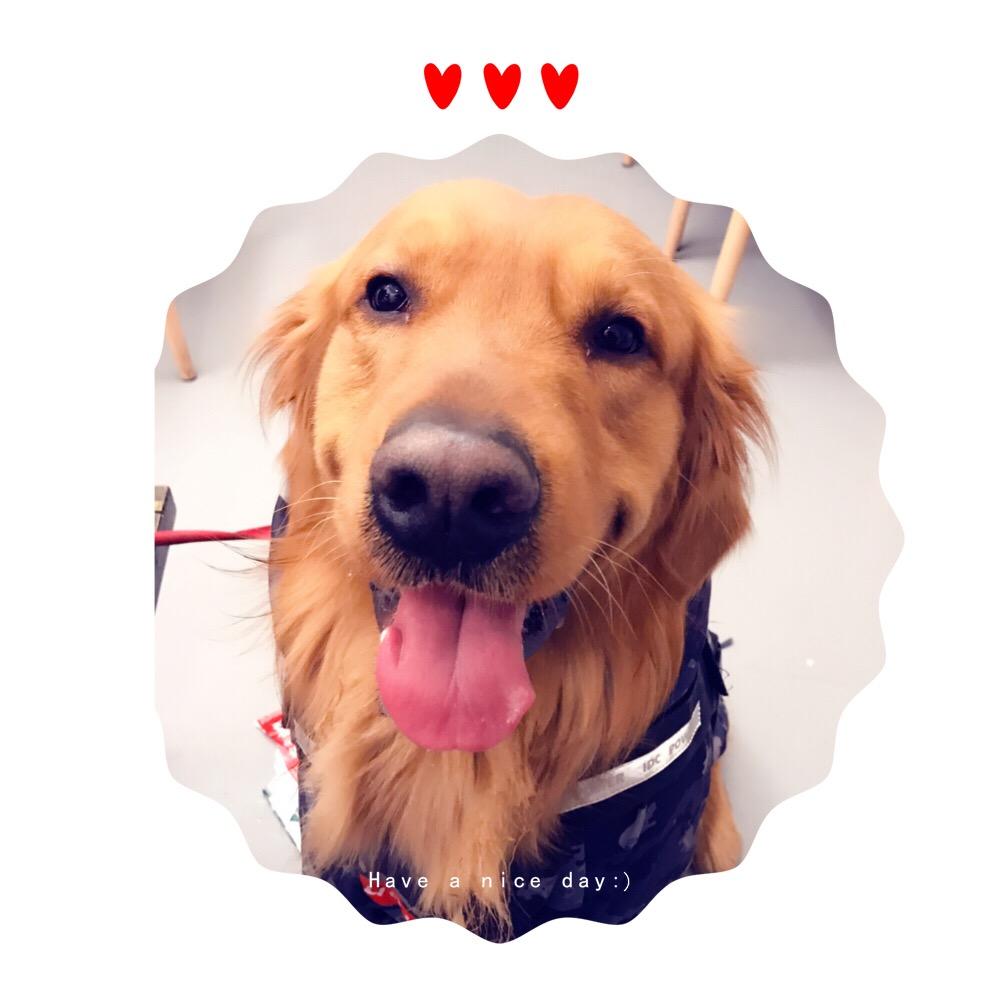 金毛（豆豆）重庆狗🐶