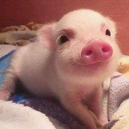 雪姨不是姨太太