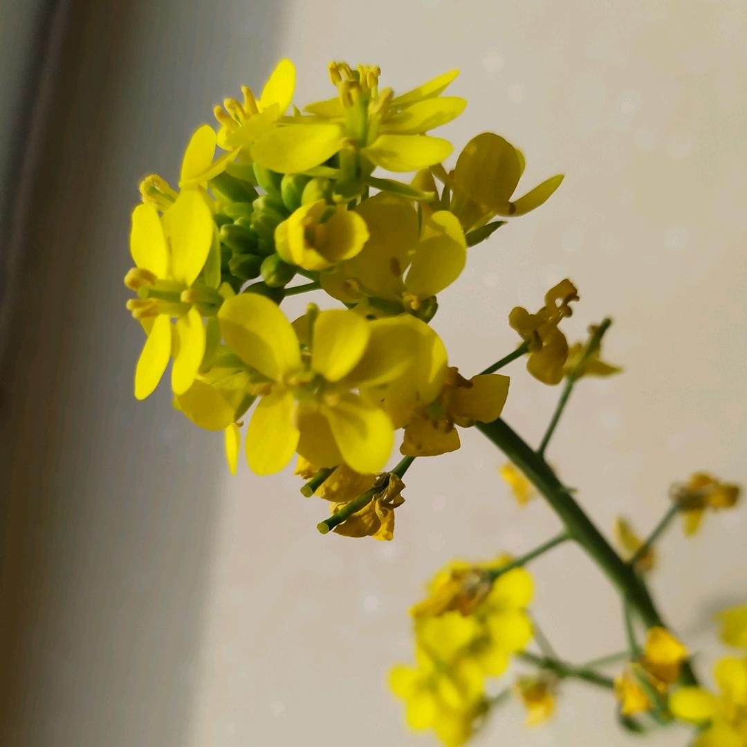 白菜花
