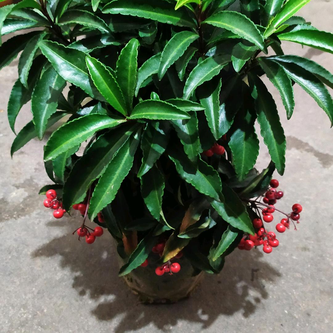 2 小玉