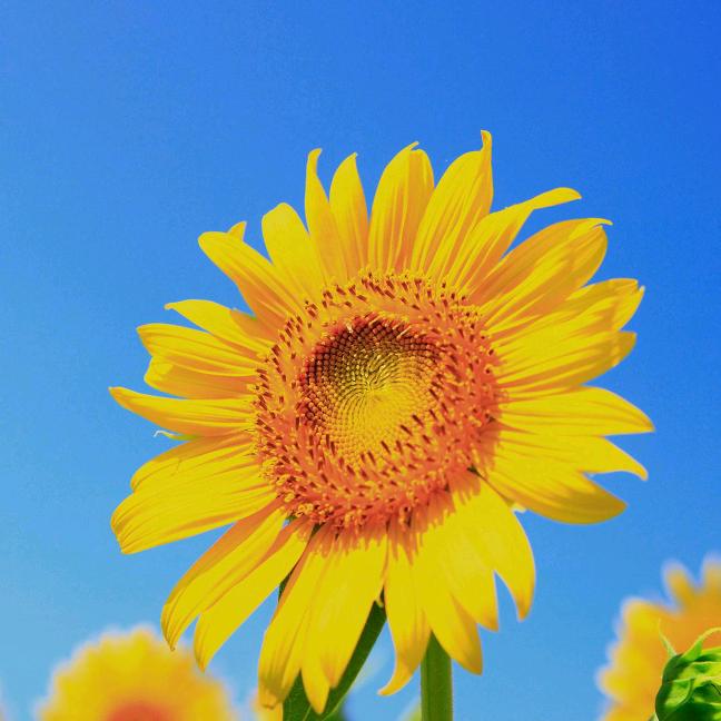 用户104394小甜甜