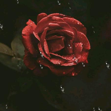雨中的玫瑰