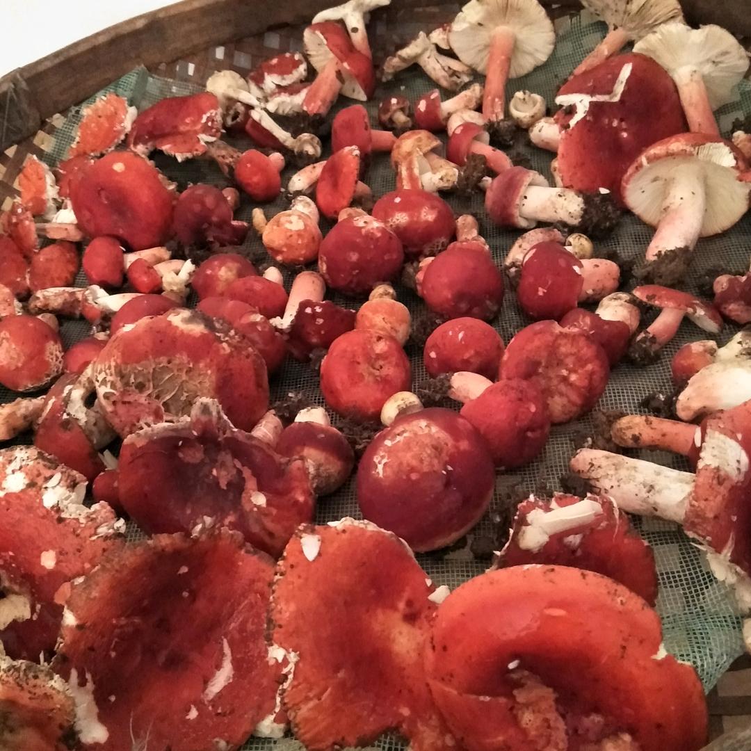 永远的蔷薇