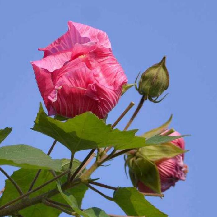 芙蓉