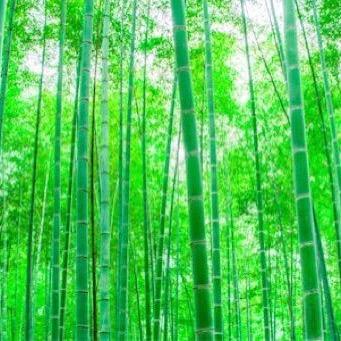 《亚飞家具城》花蕊