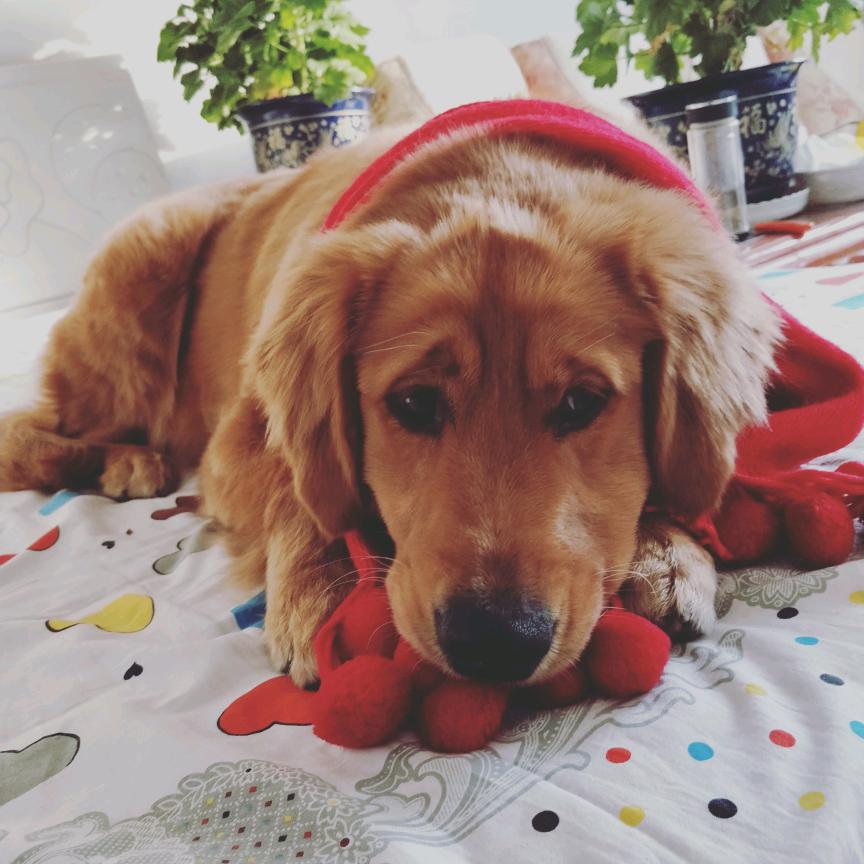 才艺🐶妞妞@抖音