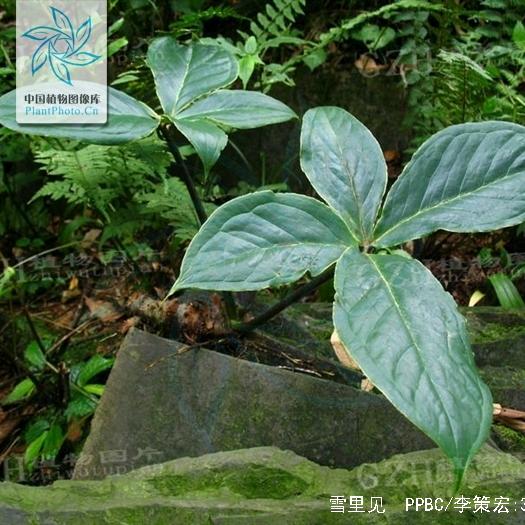 用户4520765928874陈发云