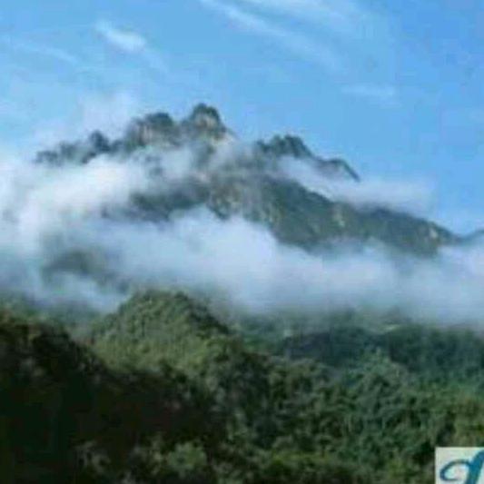 天山浮萍