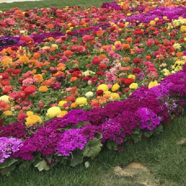 我叫芳芳