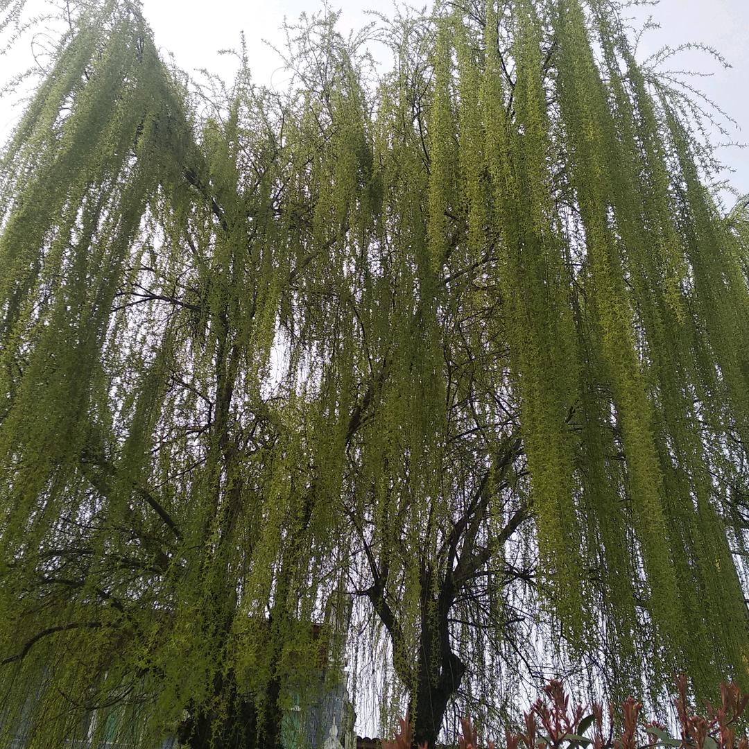 苦咖啡