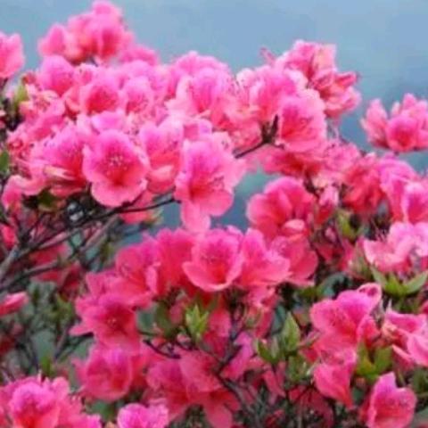 菲菲