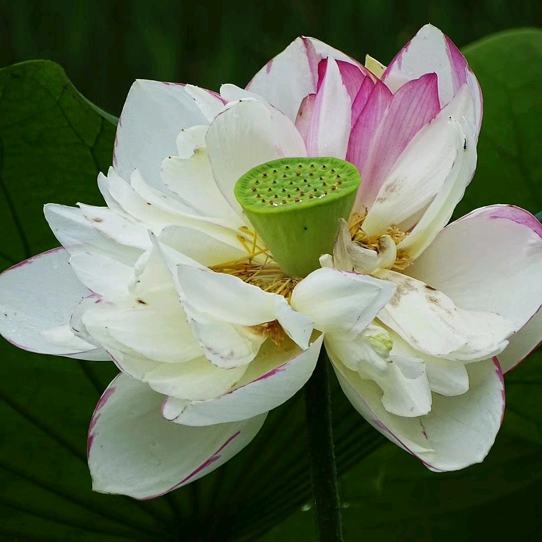 陈恩胜