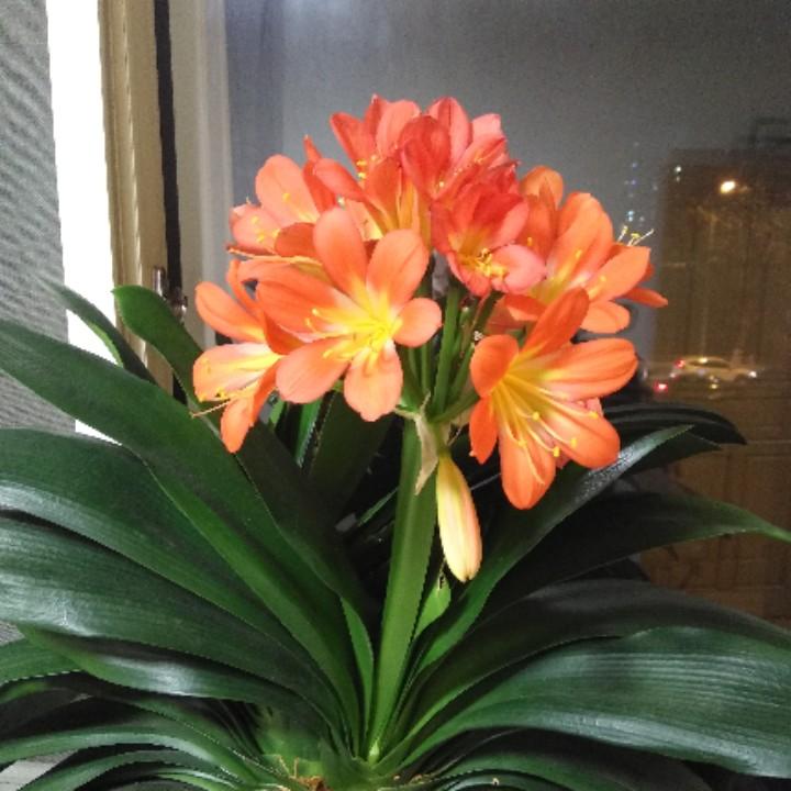 秋