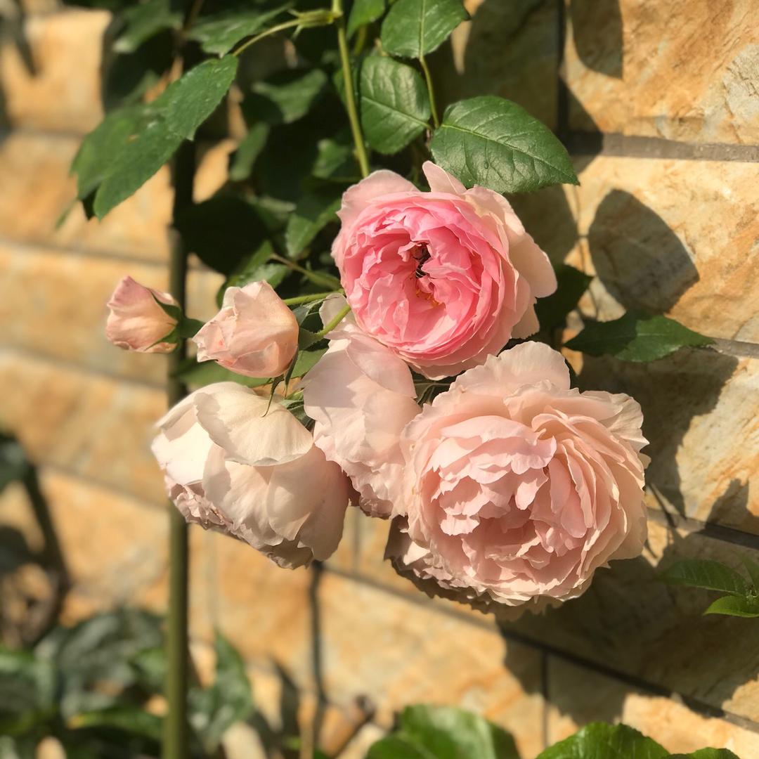 芒果。