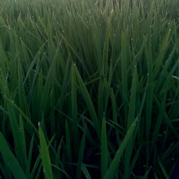 枫