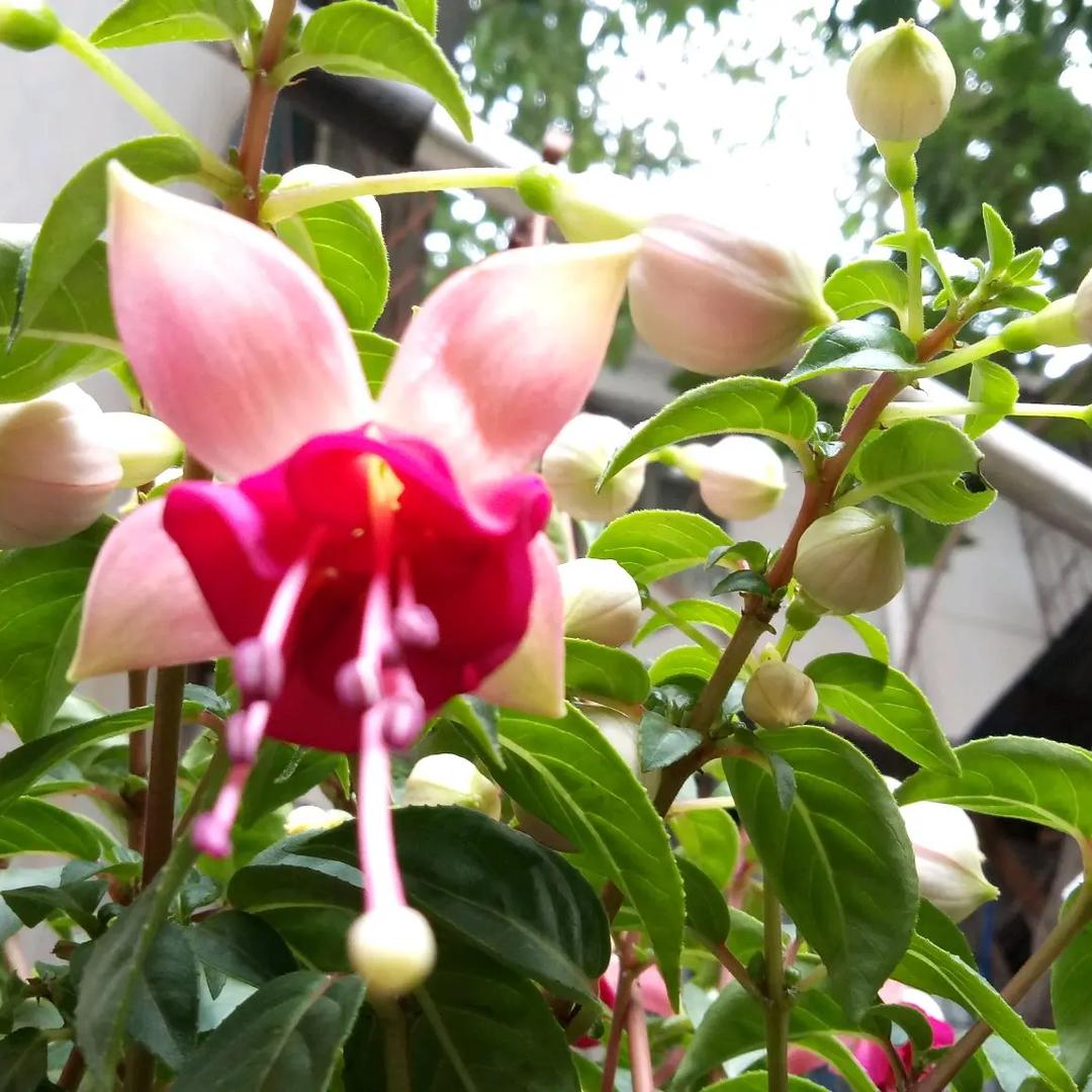 太阳花花