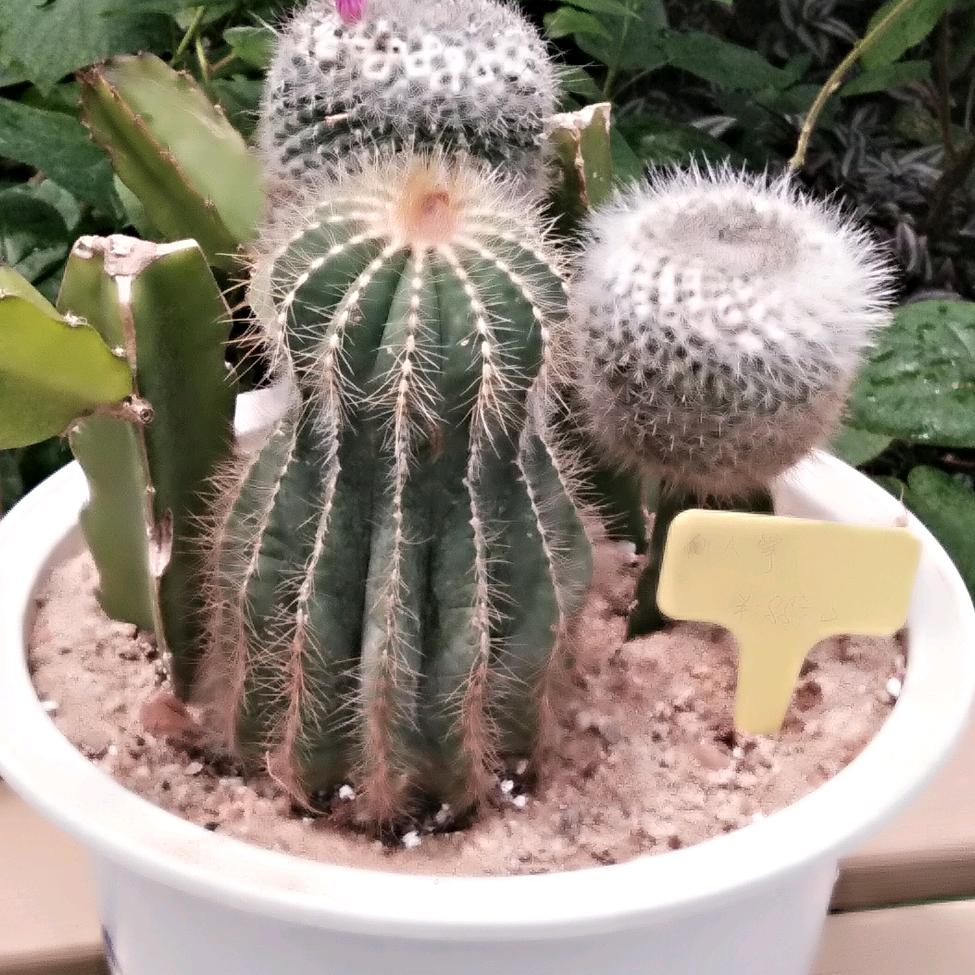 愿望