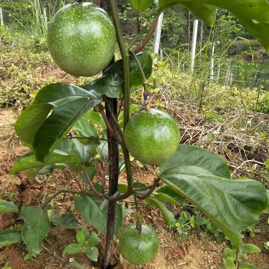 南枳绿然果树苗木专卖店